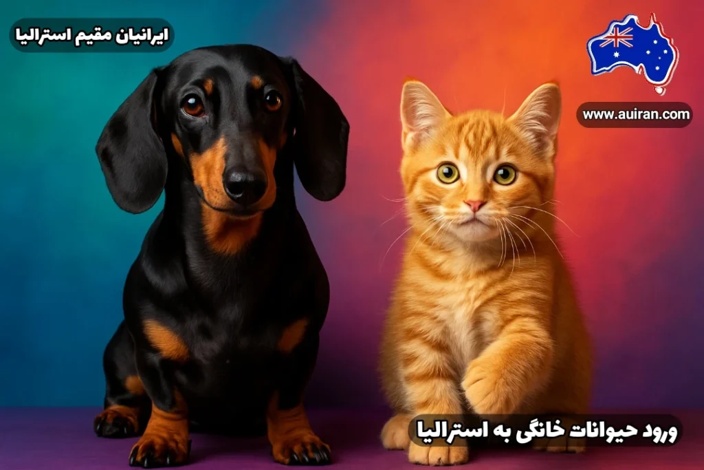 سگ نژاد داشهوند مشکی در کنار یک گربه نارنجی بازیگوش با پس‌زمینه رنگی گرم و جذاب، نمایانگر ورود حیوانات خانگی به استرالیا